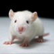 Image for article titled A Magnetic Brain Implant Lets Blind Rats See Without Seeing
